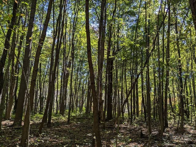 Ambler Flatwoods Nature Preserve - Image 2