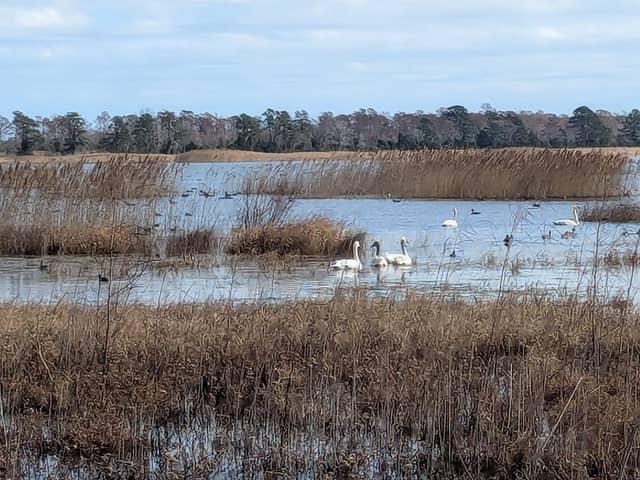 Mattamuskeet National Wildlife Refuge - Image 1