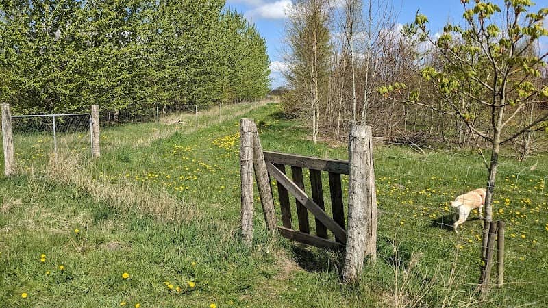 Hundeskov i Vesterlund - Image 2