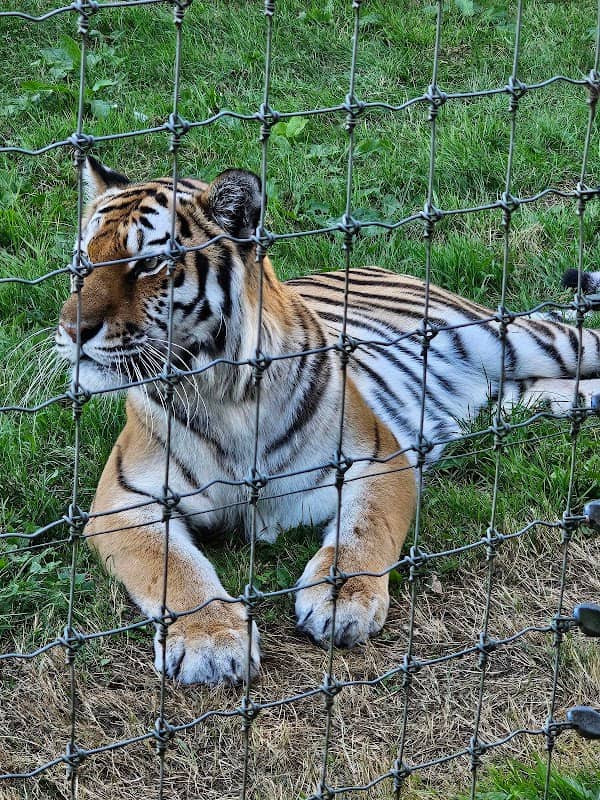 Land of the Tiger - Image 1
