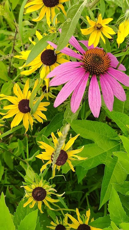 Quaas Native Prairie - Image 1
