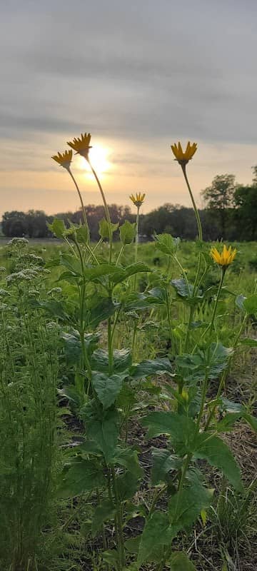 Quaas Native Prairie - Image 2