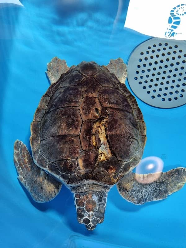 Turtle Point - Image 2