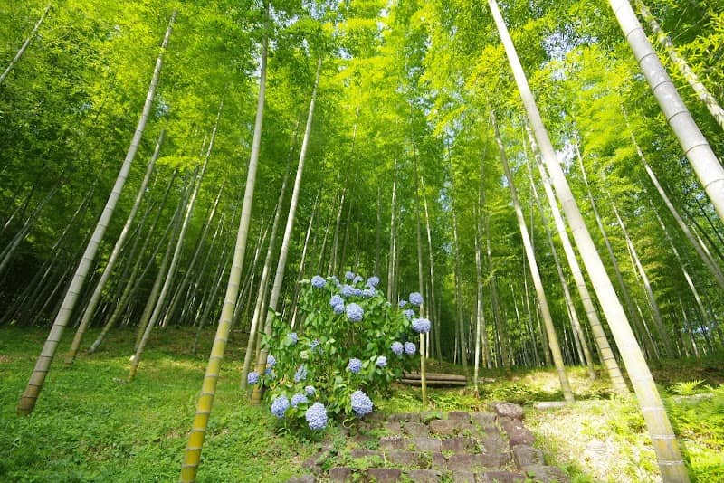 Ouma Chikurin (Bamboo forest) Park - Image 1