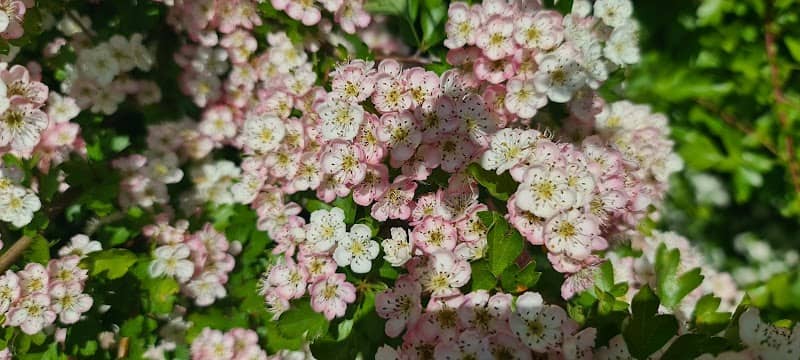 Shirebrook Wood - Image 2