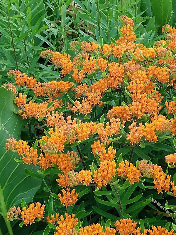Wistendahl Native Plant Garden - Image 1