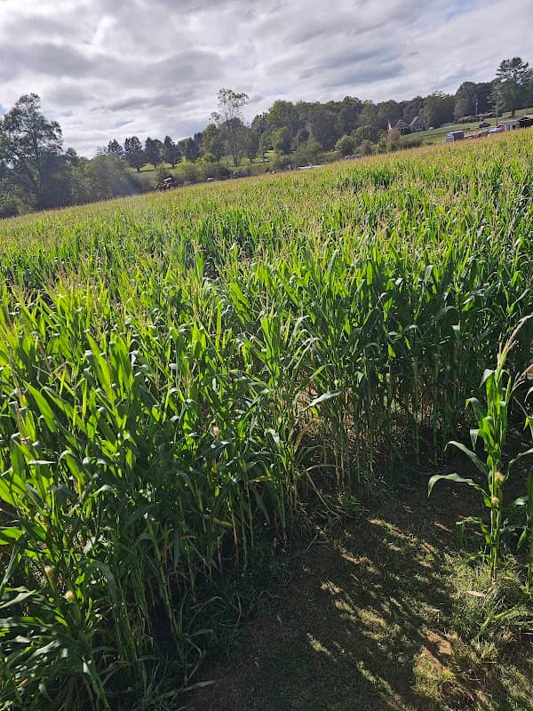 Little Cane Creek Farm & Corn Maze - Image 2