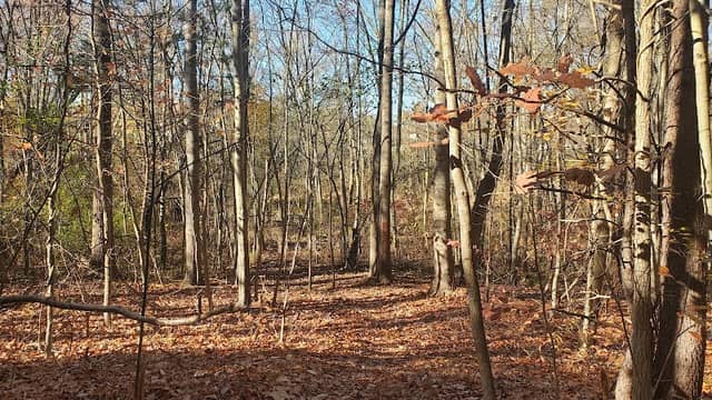 Almonesson Creek Park - Image 2