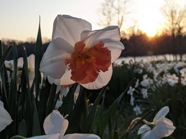 Daffodil Meadow - Image 2