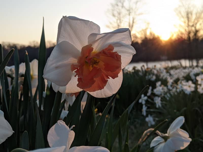 Daffodil Meadow - Image 2