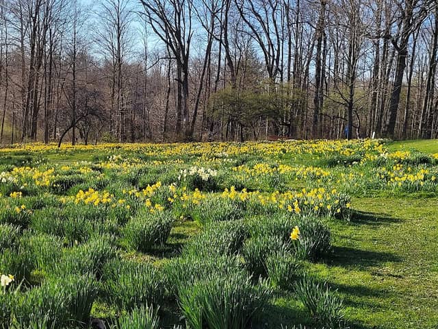 Daffodil Meadow - Image 1