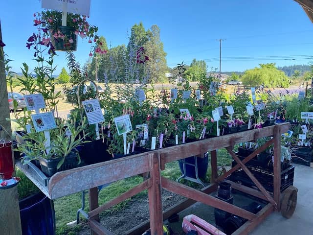 Chehalem Flats Farm Market - Image 2