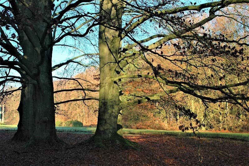 Rode beuken - Image 1
