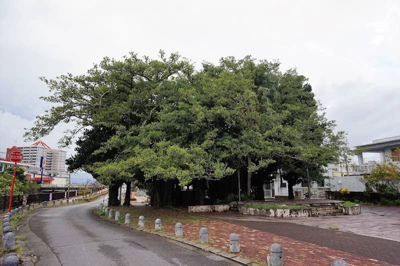 Nago Hinpun Gajumaru - Image 2