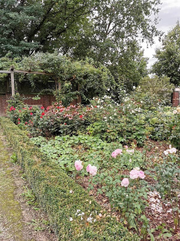 Historische Rosen - Kur Park - Image 2