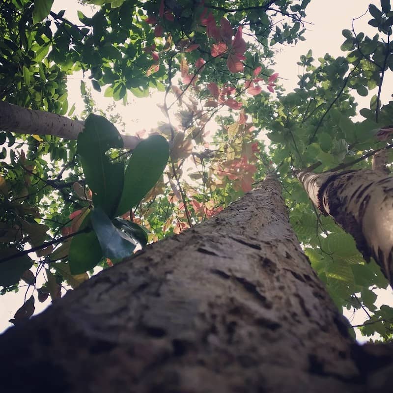 SILJURI FOREST - Image 1