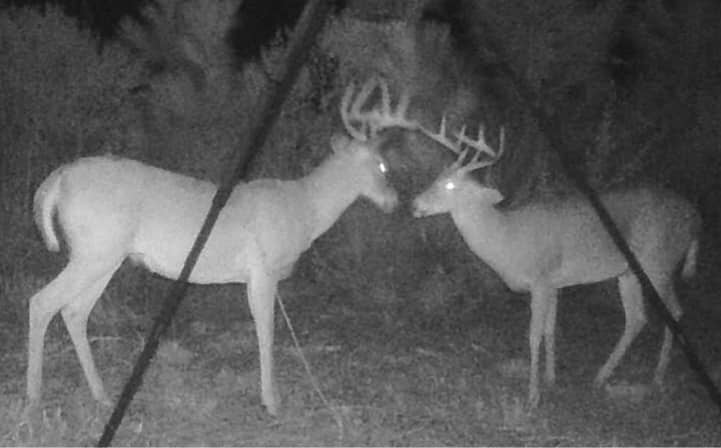 www.alapahahunting.com - Image 1