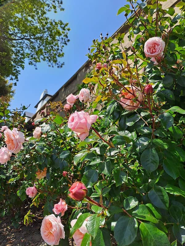 Felixstowe seafront gardens - Image 2