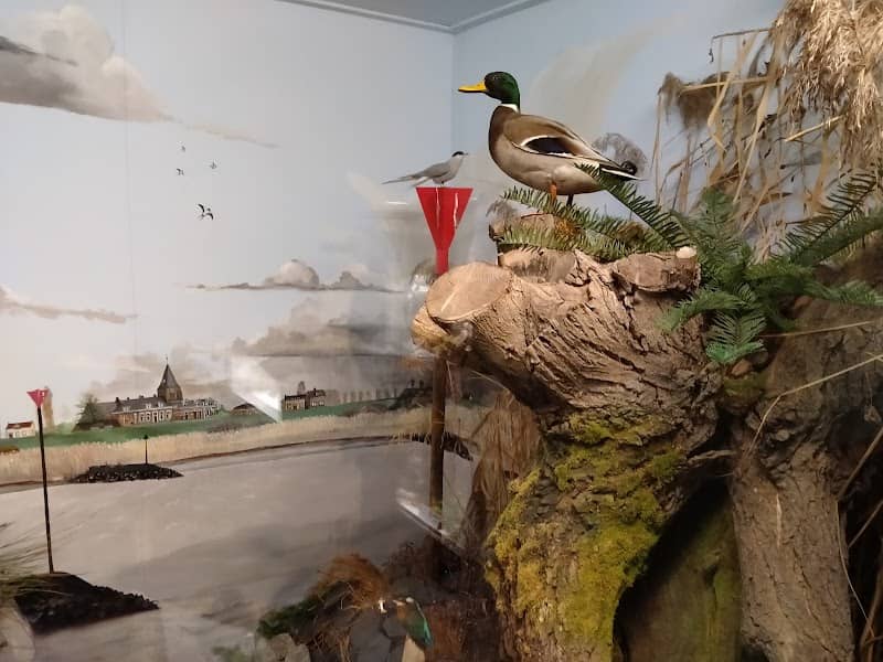 Natuurmuseum en klompenwinkel de Wielewaal - Image 1
