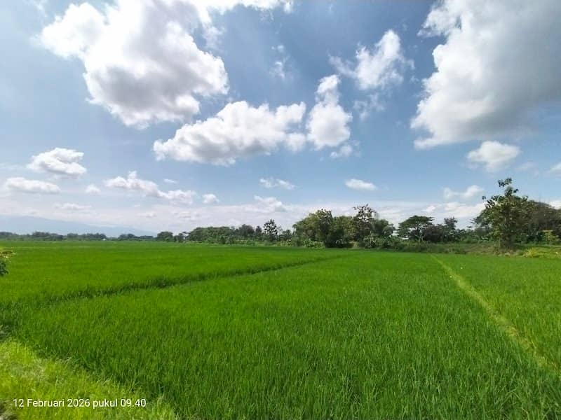 Sawah gaden - Image 1