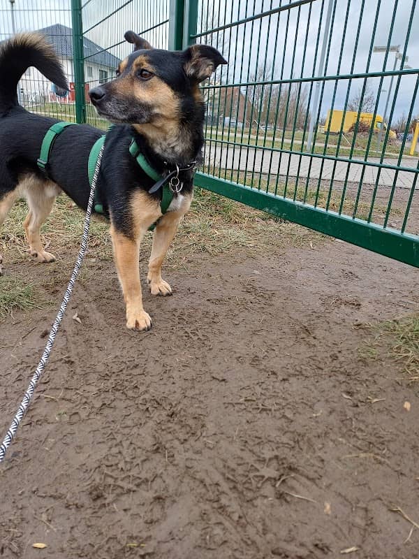 Hundewiese - Image 1