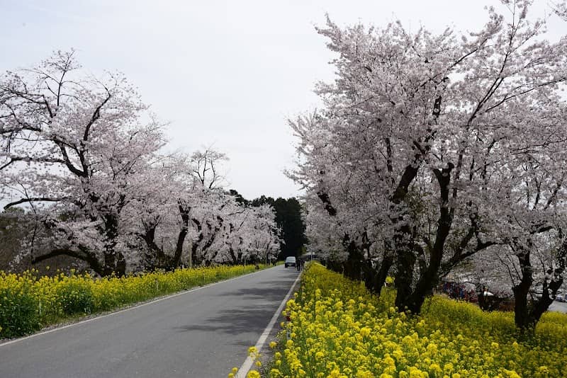 城ヶ谷堤(桜土手) - Image 1