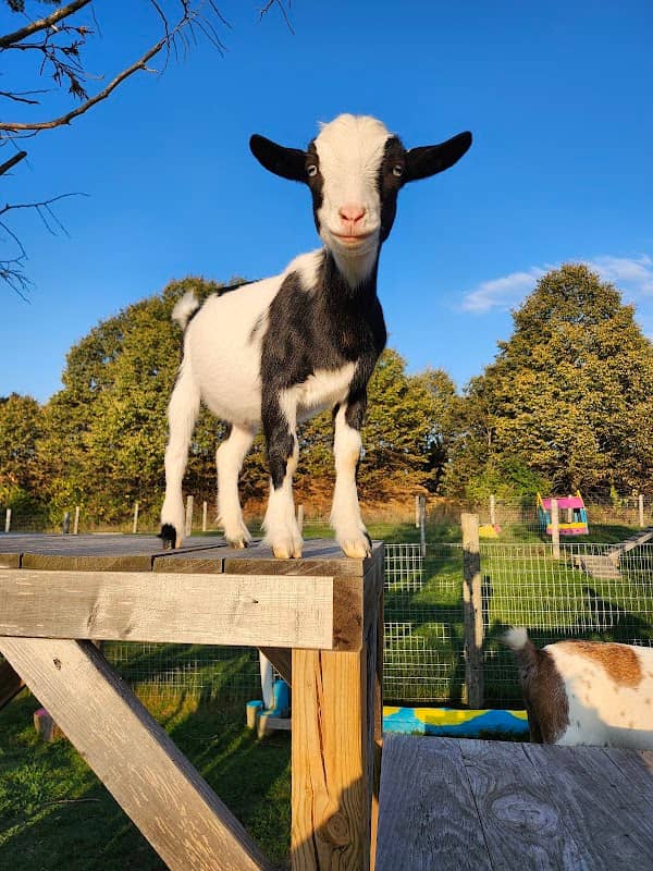 Haute Goat - Image 2