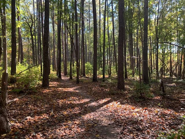 Uwharrie National Forest - Image 3