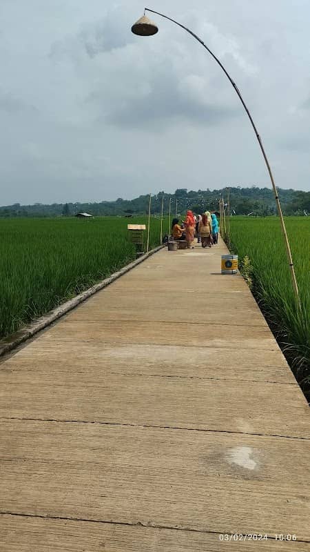 Nyawang Sawah, Cilégong - Purwakarta - Image 1