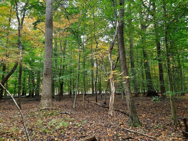 Hitchcock Woods - Image 1