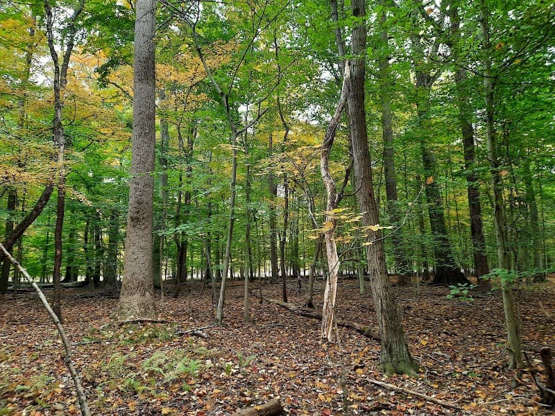 Hitchcock Woods - Image 1