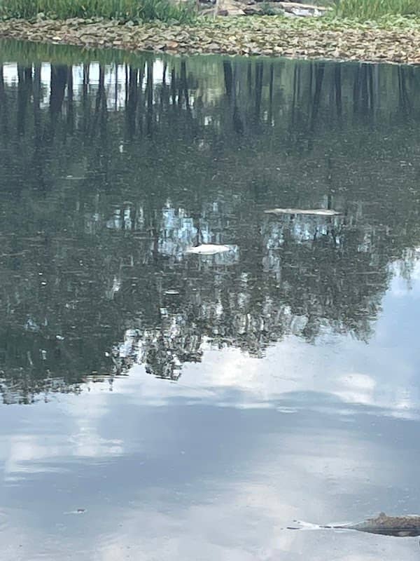 Heritage Park Boardwalk - Image 2