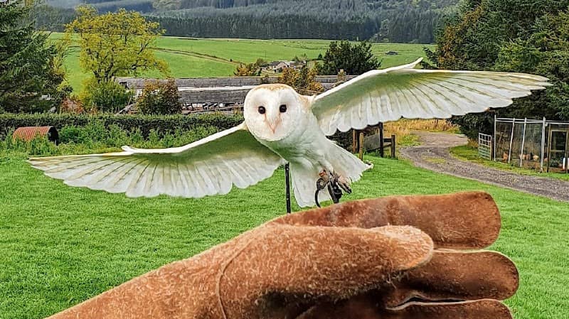 Speyside Falconry Pest Management - Image 3