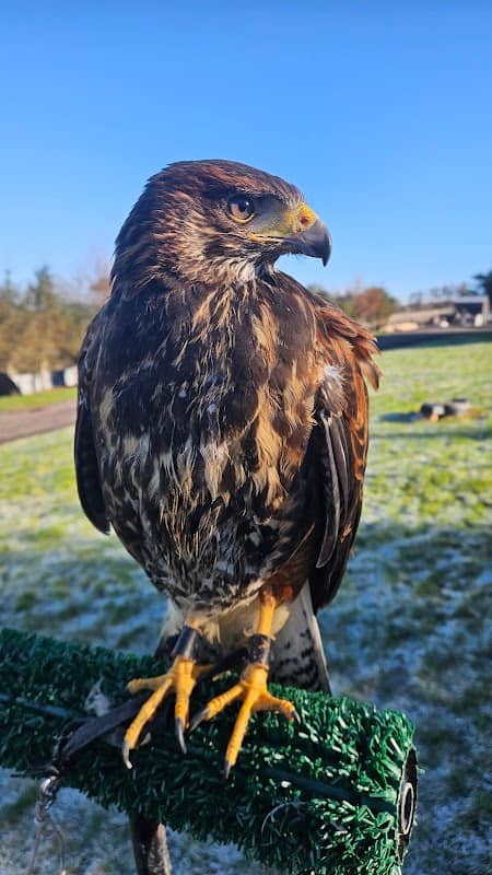 Speyside Falconry Pest Management - Image 1