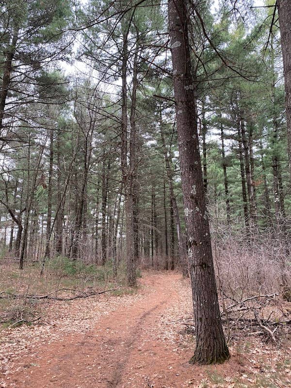 Sand Dunes State Forest - Image 1