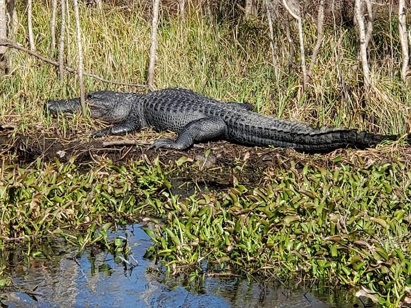 Jean Lafitte National Historical Park and Preserve - Image 2