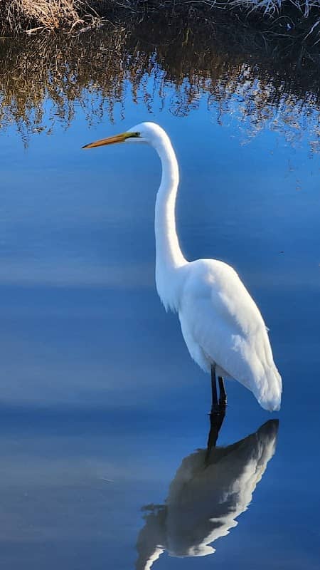 bird watching bench - Image 2