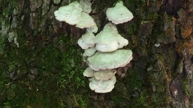 WVUP Walking Trail - Image 2