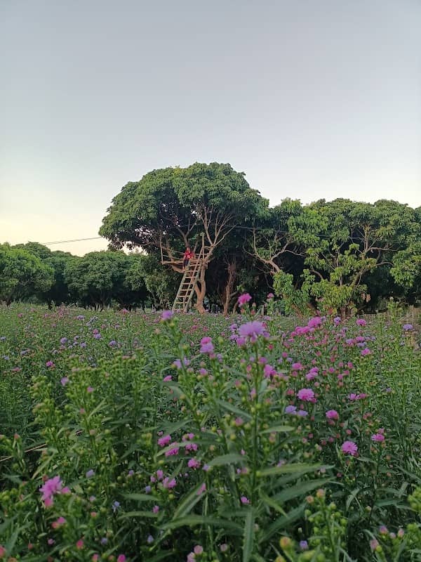 สวนดอกไม้วิวพันล้านบ้านวังป้อง - Image 1