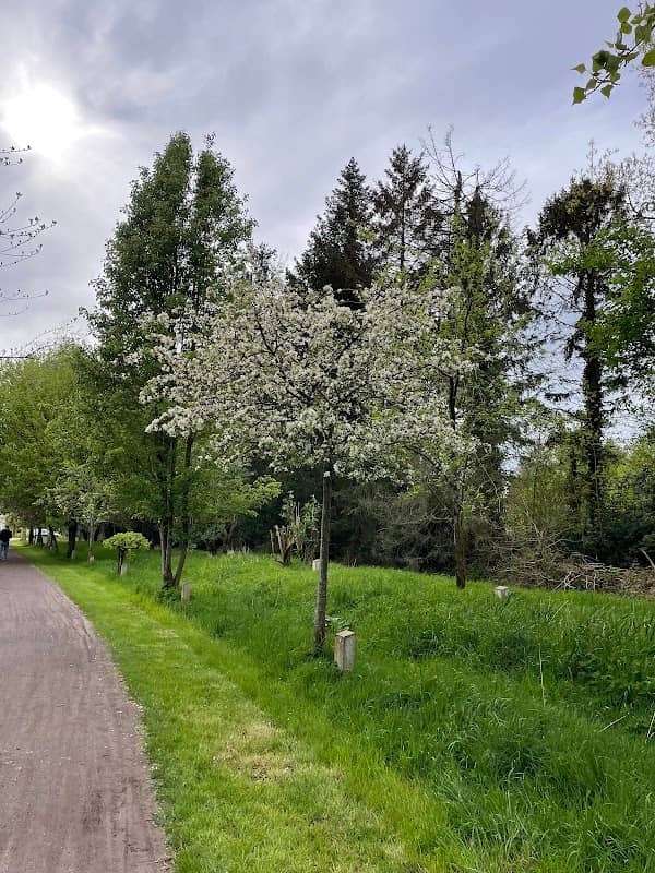 Johannes Park - Image 1