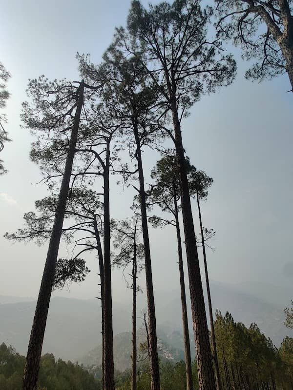 Kuttal forest - Image 3
