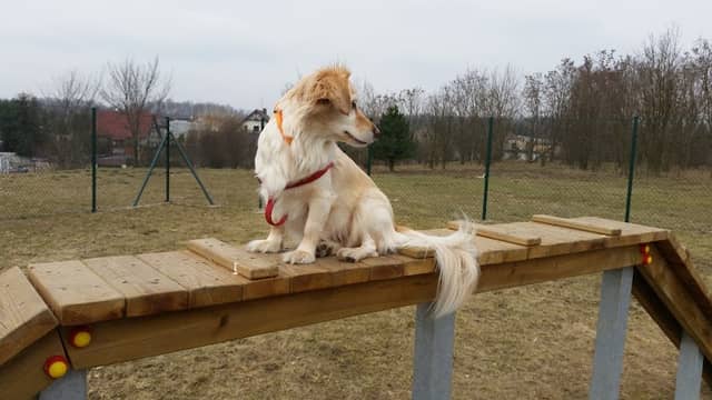 Dog Park - Image 2