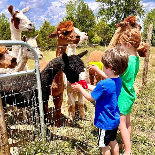 FairyTails Petting Farm - Image 1