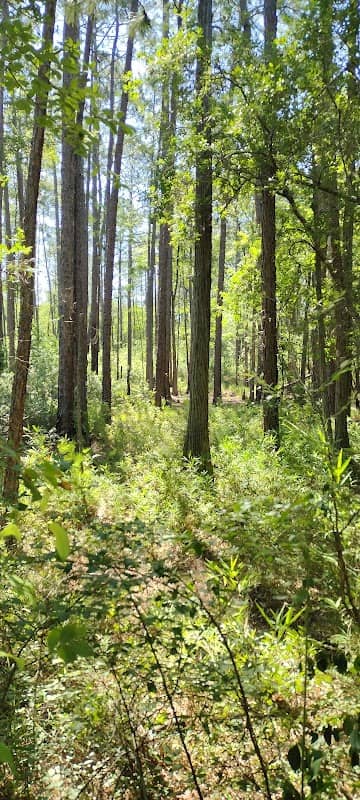 Big Hammock Wildlife Management Area Trailhead - Image 1