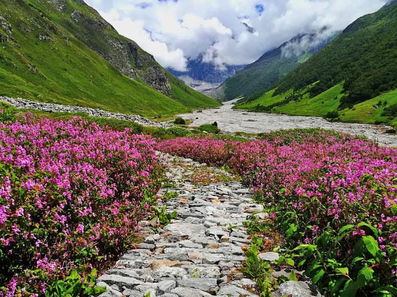 Valley of Flowers National Park - Image 1