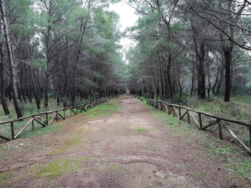 Pineta di Crispiano - Image 1