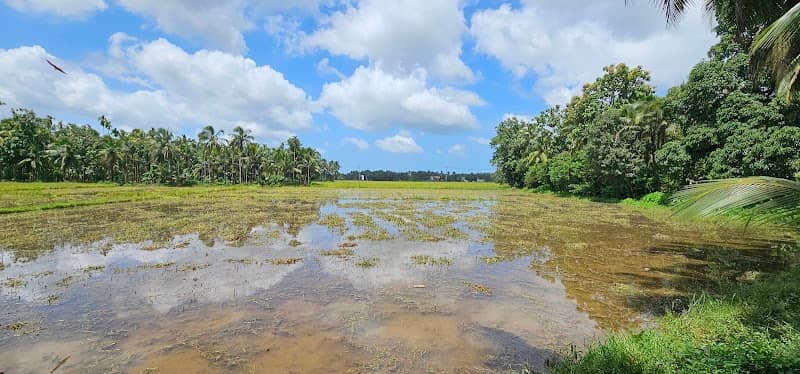 Home of Parannur Nandan, the elephant - Image 1
