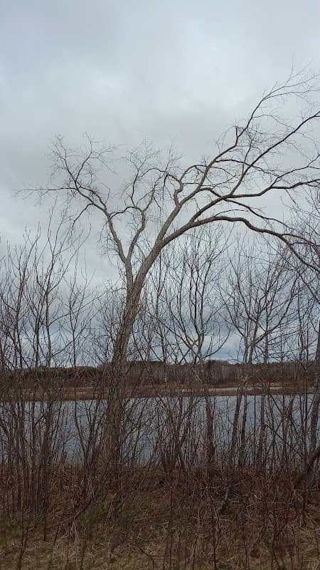 Van Buren - Image 2