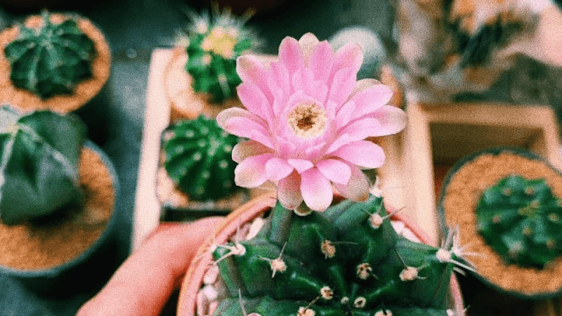 J.cactus - Image 1