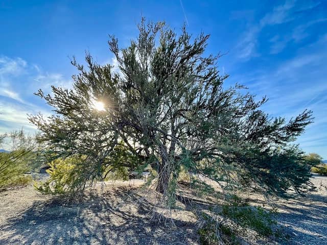 Great Tree of Arizona - Image 2